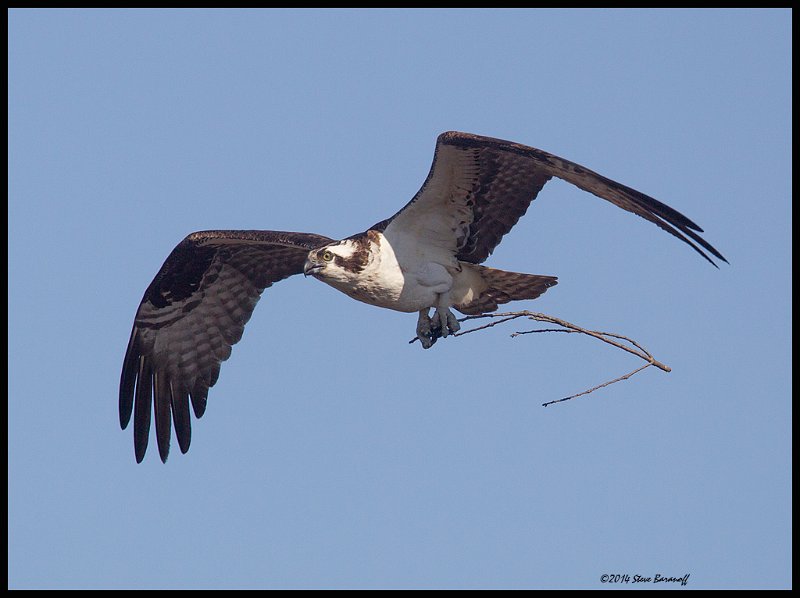 _4SB0333 osprey with nesting material.jpg
